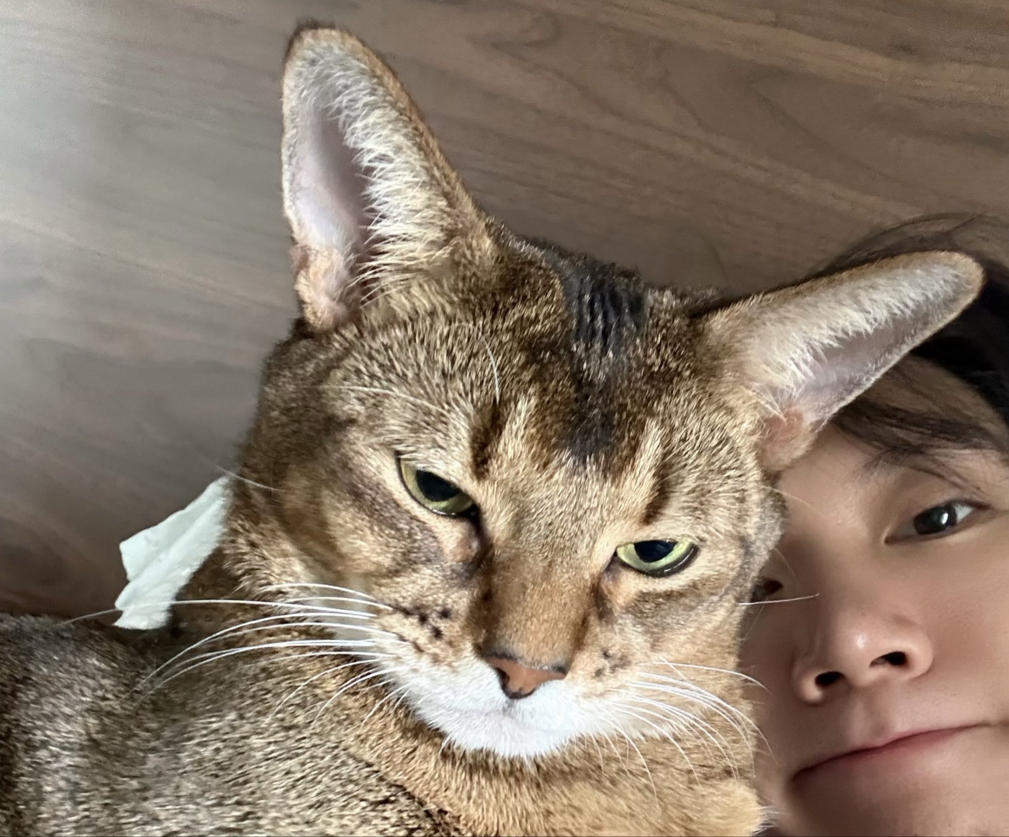 smile＊cat _MinzotheGarden on X