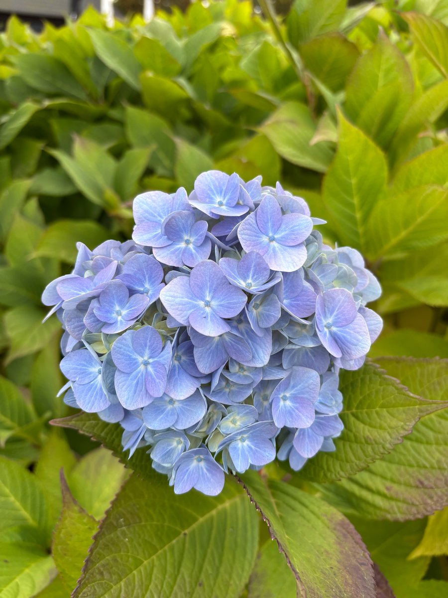 #fot_O_ktober #herfstbloeiers <a href="/jolandabrwr/">JoLaNDa_hobbyfotograaf</a> 
Zondag gefotografeerd