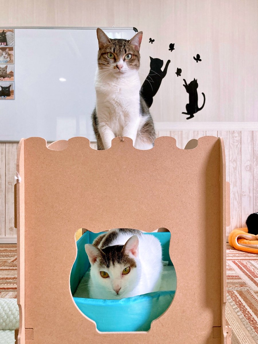 関東猫商会‼️ 関東3店】譲渡型猫カフェ にゃんくる on X