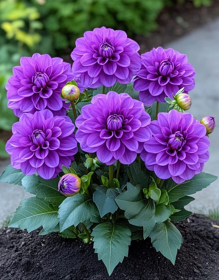Good Morning x mate's