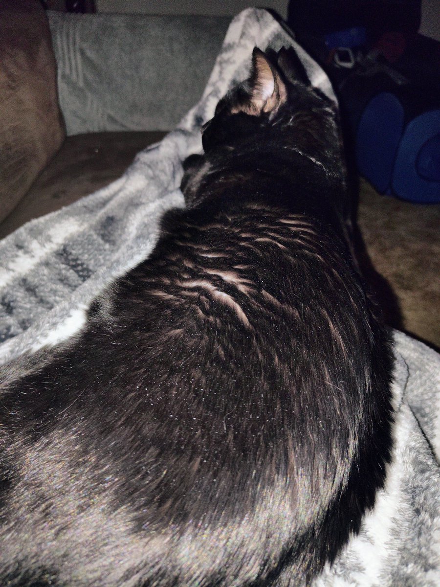Tweetin Jackleg (@tweetin_jackleg) on Twitter photo Six says goodnight Six says goodnight