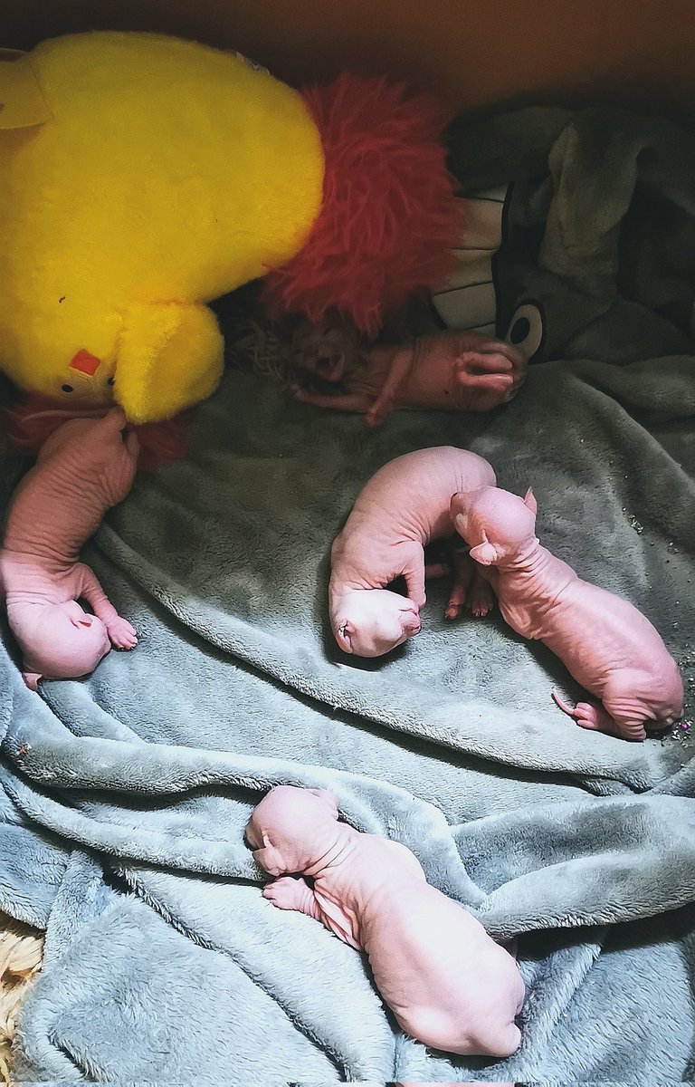 หัวล้าน