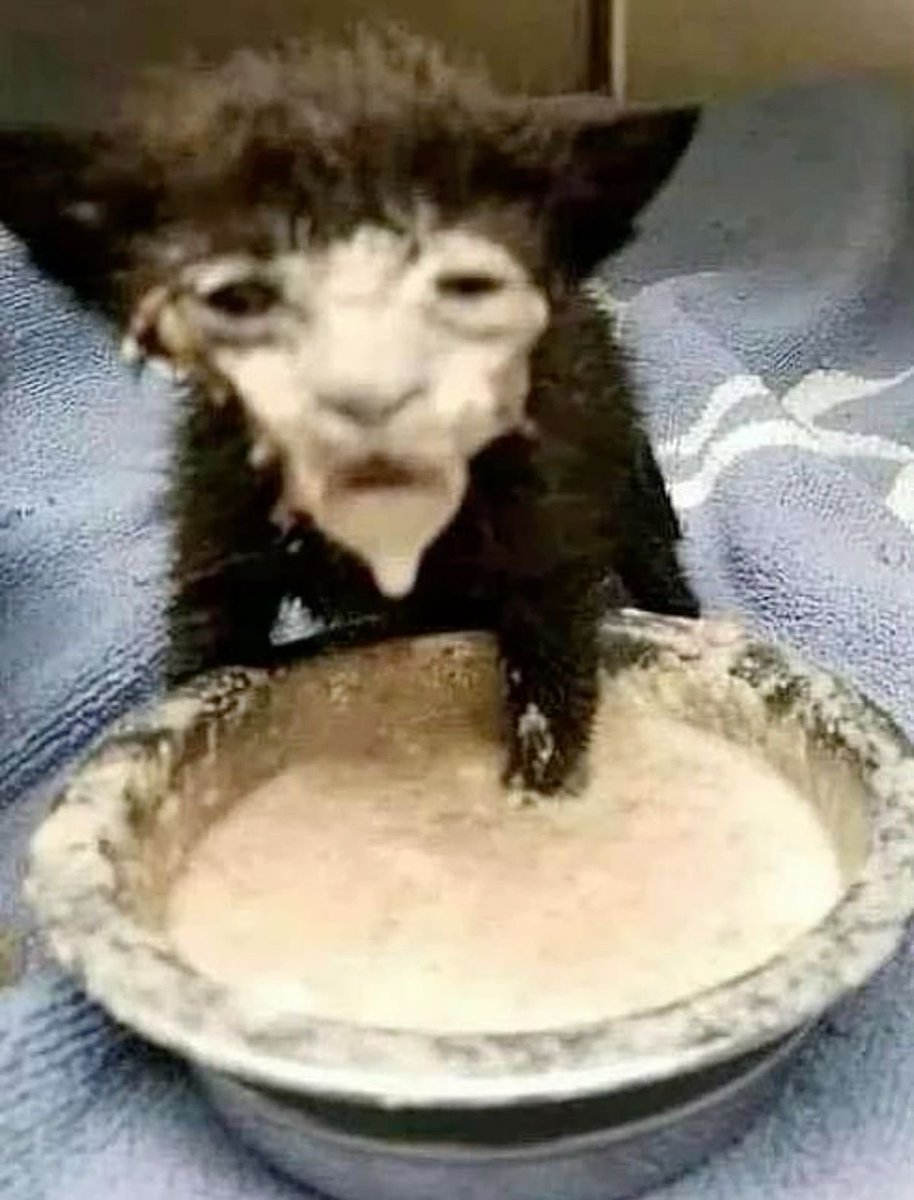 esophaguseater's tweet image. I just found out about your account 10 minutes ago ily thank you for the food