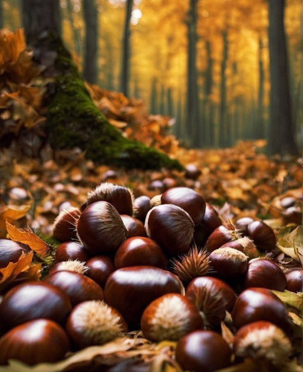 #buongiornooooo ☕️
#ben #svegliati 😘

23 ottobre 🌰🍄‍🟫🍁🍂