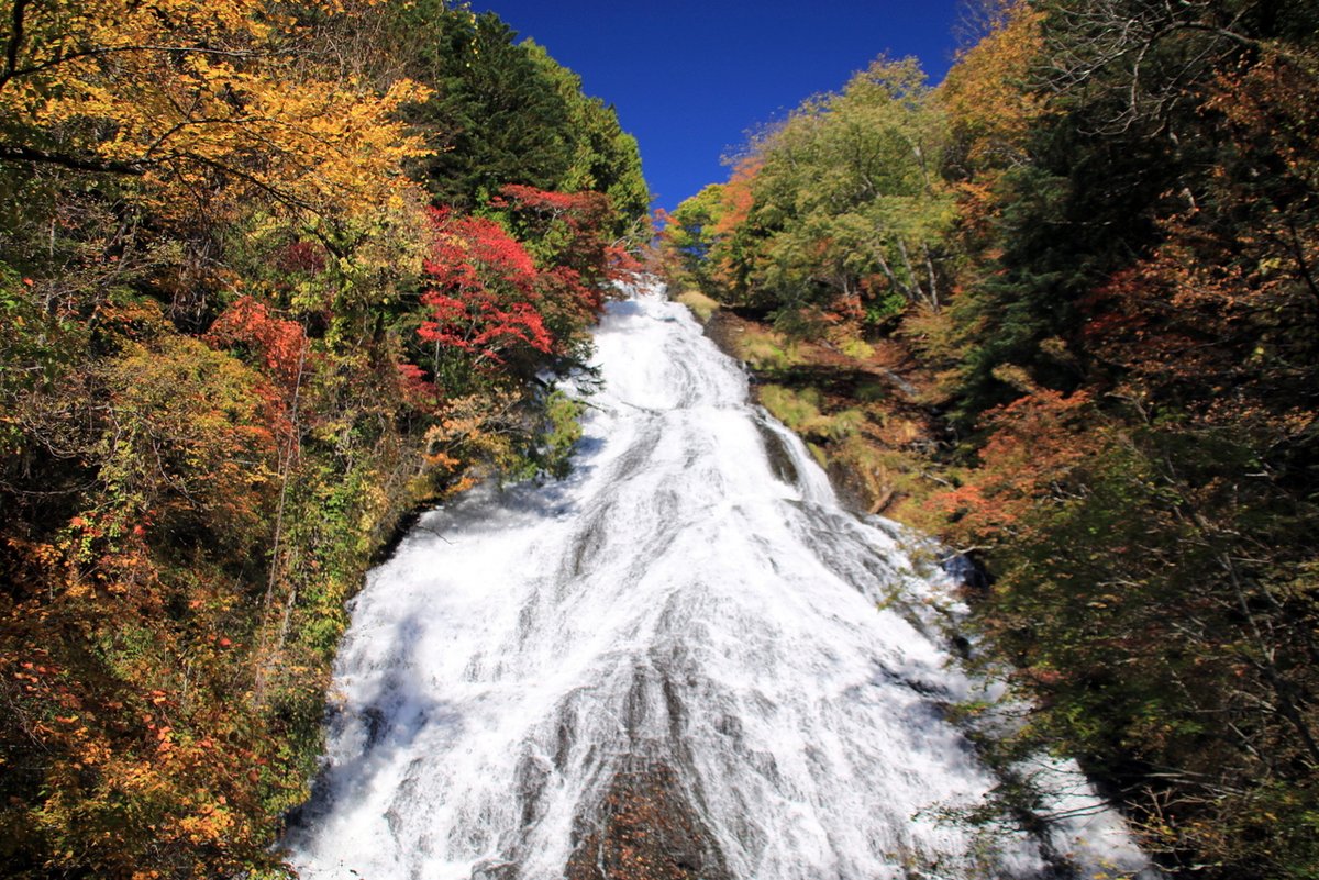 nikko_yumoto's tweet photo. 2025/10/23　＃栃木県　＃日光市　＃奥日光　＃湯滝　＃紅葉　
今日のイチオシ！

今日明日とテレビでの湯滝放映が続くので、来訪者も増えそうですね。
駐車場から徒歩２分程度で、素晴らしい紅葉と迫力の滝が楽しめます。
もちろん、湯元から歩いていくことも出来ます。 https://t.co/5T4Jc1ECHr