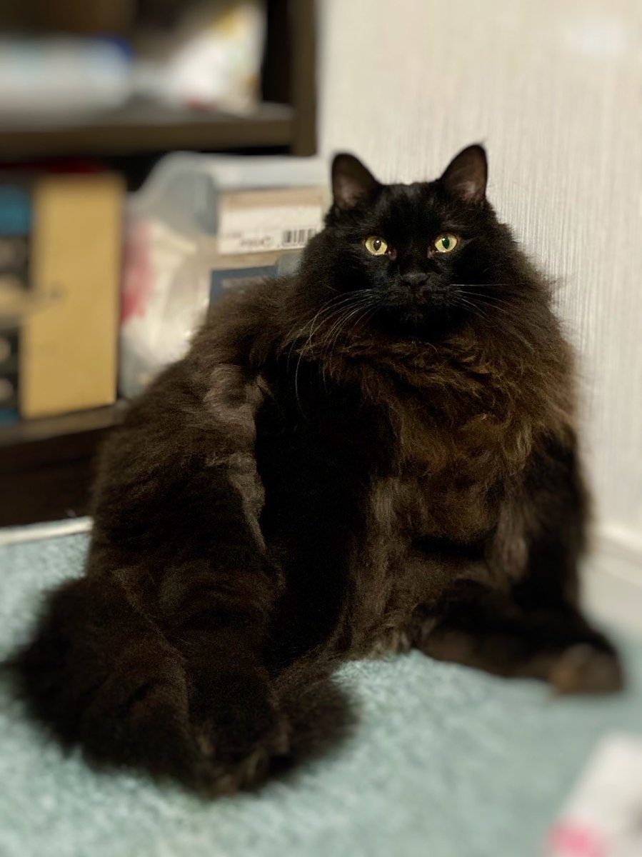 n_p_c_m_l_z_n's tweet image. どすこい
#aちゃんちのねこ