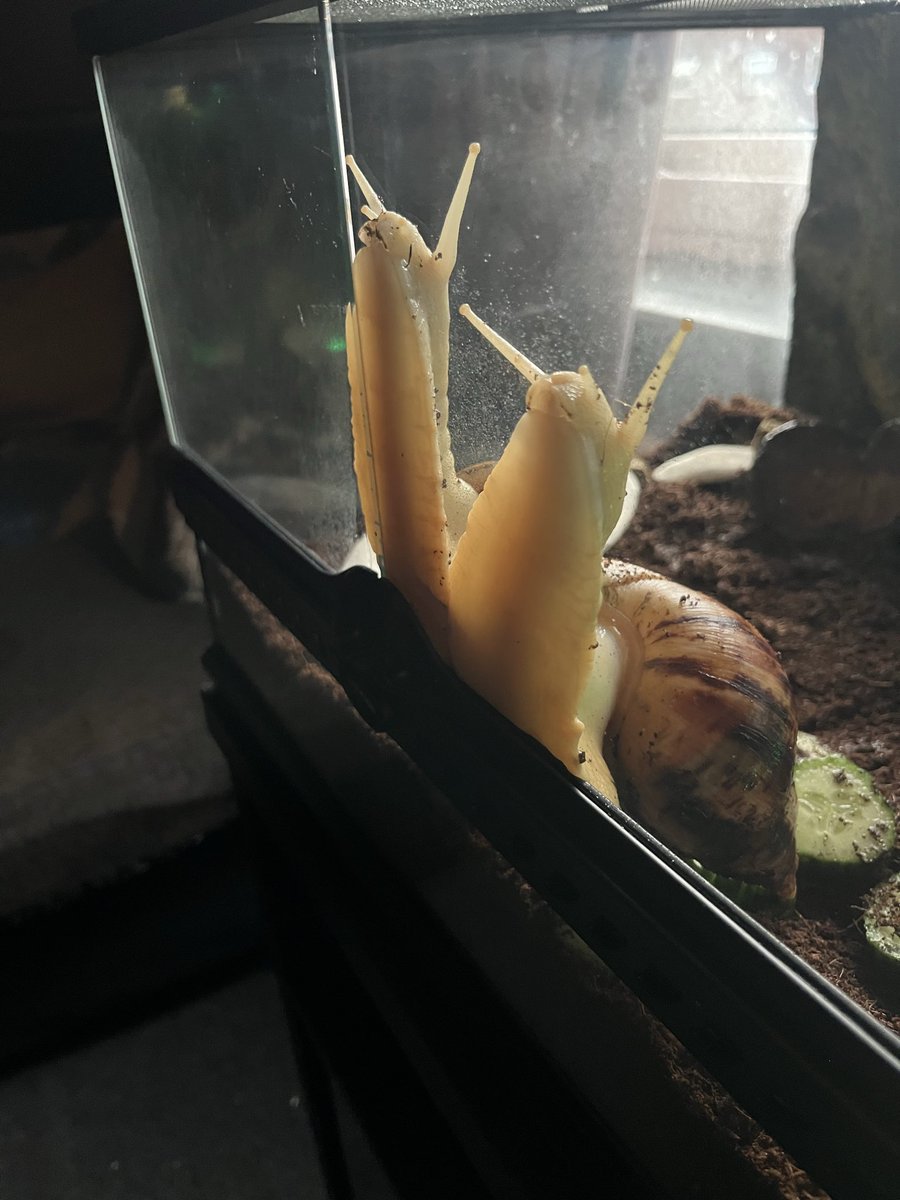 KEZZAB666's tweet photo. So i upgraded the snails 😆😊i think they like it https://t.co/5S5Rfupa91