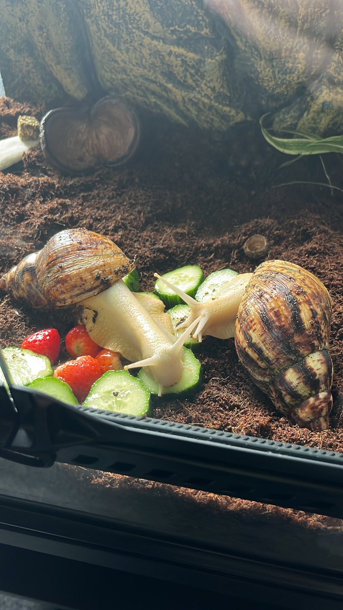 KEZZAB666's tweet photo. So i upgraded the snails 😆😊i think they like it https://t.co/5S5Rfupa91