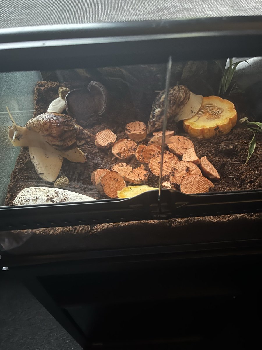 KEZZAB666's tweet photo. So i upgraded the snails 😆😊i think they like it https://t.co/5S5Rfupa91