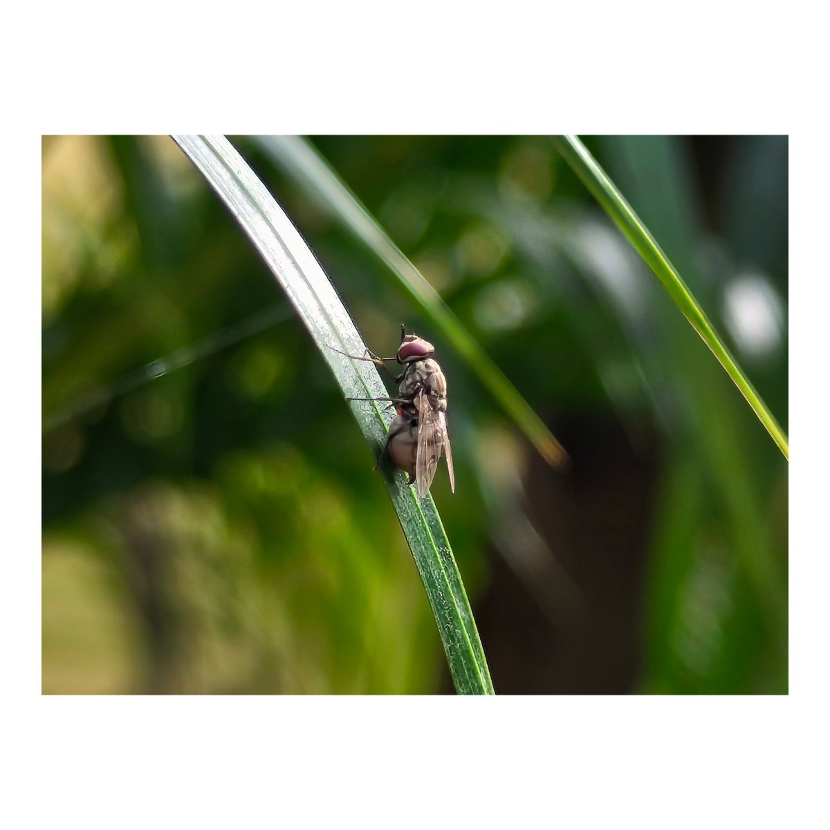 julkar_azad's tweet image. • From the lens of @nothing phone (2)
Note:- Only the 2nd pic is a bit edited in stock Nothing Gallery app.
@getpeid
Please correct the colour algorithm of Phone (2) camera.
#withNothing