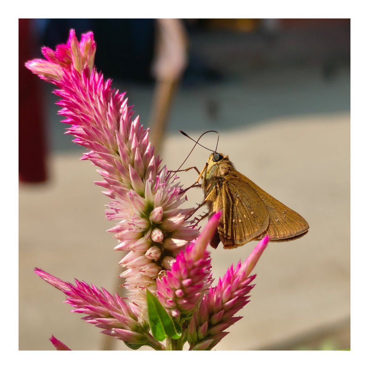 julkar_azad's tweet image. • From the lens of @nothing phone (2)
Note:- Only the 2nd pic is a bit edited in stock Nothing Gallery app.
@getpeid
Please correct the colour algorithm of Phone (2) camera.
#withNothing