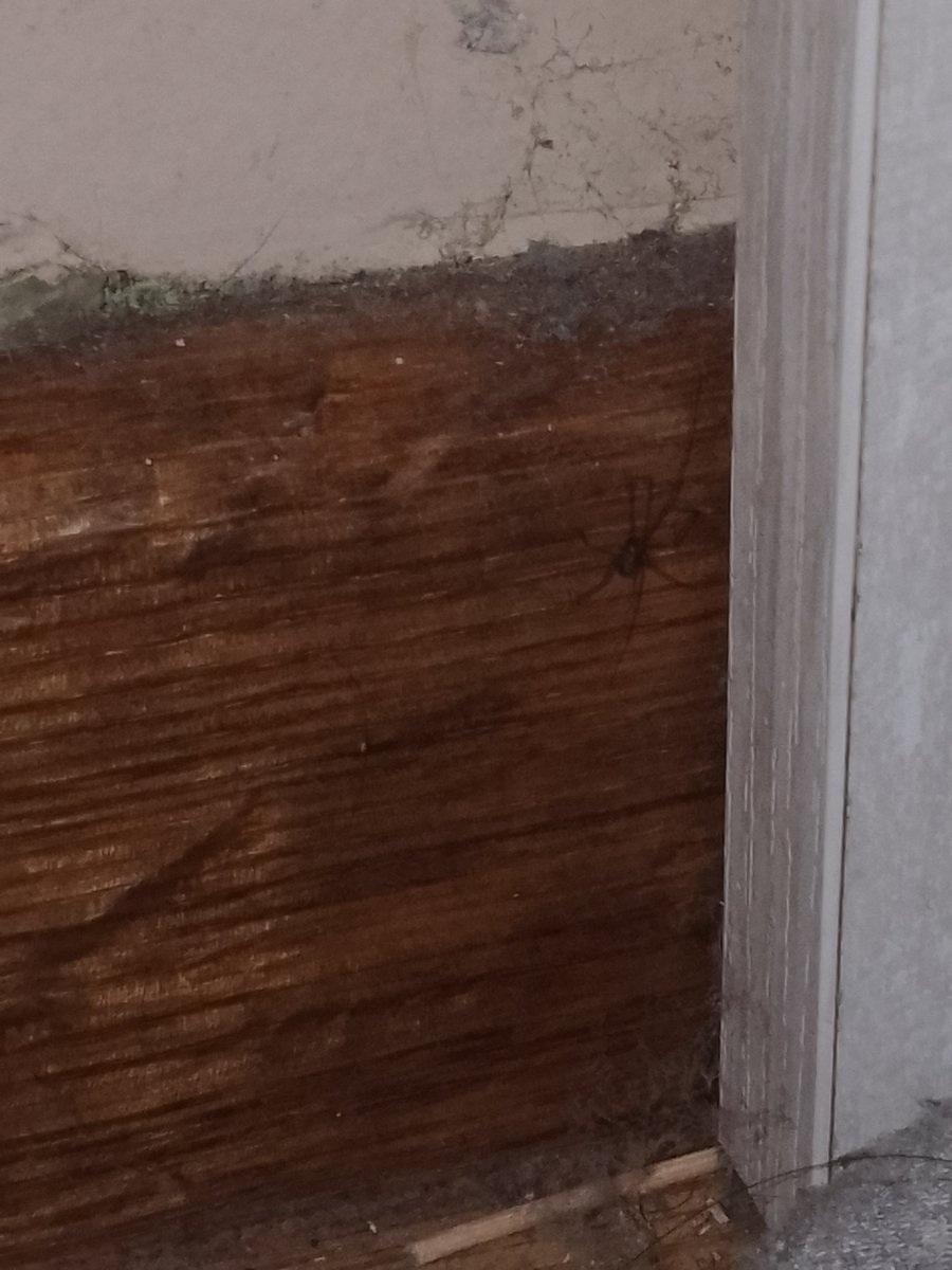photo of Joshua(a spider i found in my house) i accidentally scaref him and he ran away idk where he is now probably behind the desk