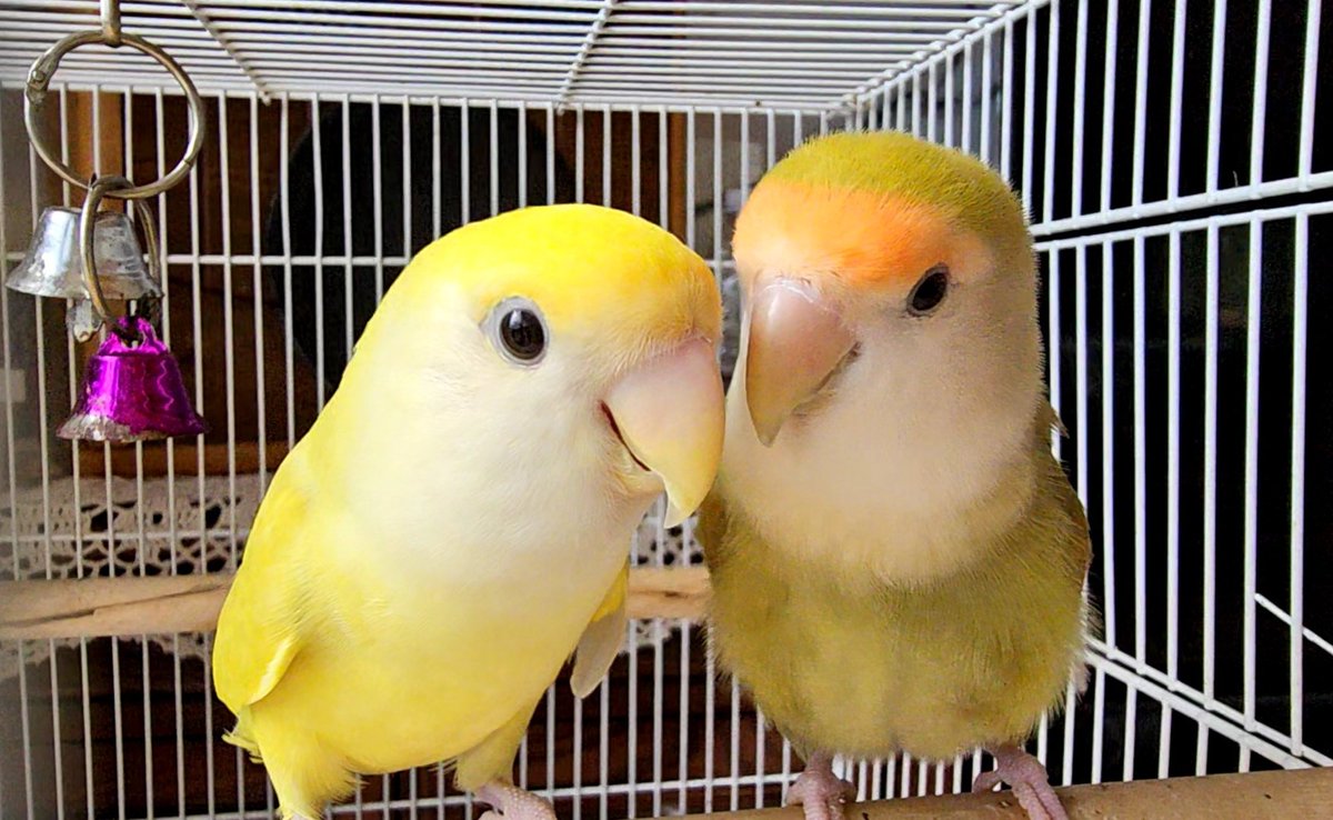 율무와 생강이 근황🐥💚🐥💛
최근 생강이가 알을 낳았었습니다.
부화는 못했고 찹쌀이 옆에 묻어 주었습니다.
율무는 잘 지내고 있어요. 생강이가 좀 괴롭히기는 하지만 율무는 그래도 생강이가 좋은가봐요. 오늘도 천사 마음씨 율무입니다.