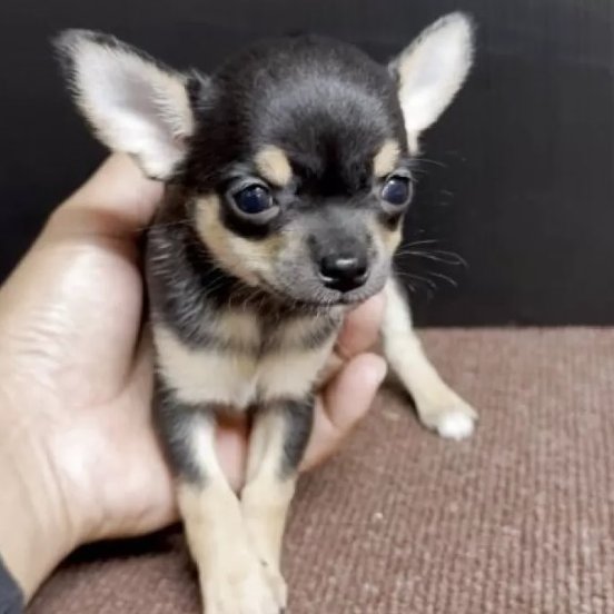 こんにちは！Animallineです🐾本日はチワワ・スムースちゃんのご紹介！大人しくてキレイなブラックタンの女の子♡とってもキュートで小顔な美人さんですね！オンライン見学も受付中です！ぜひぜひご検討ください！📷🐶

animalline.jp/breeder/pet/de…
#Animalline #犬のいる暮らし #チワワ