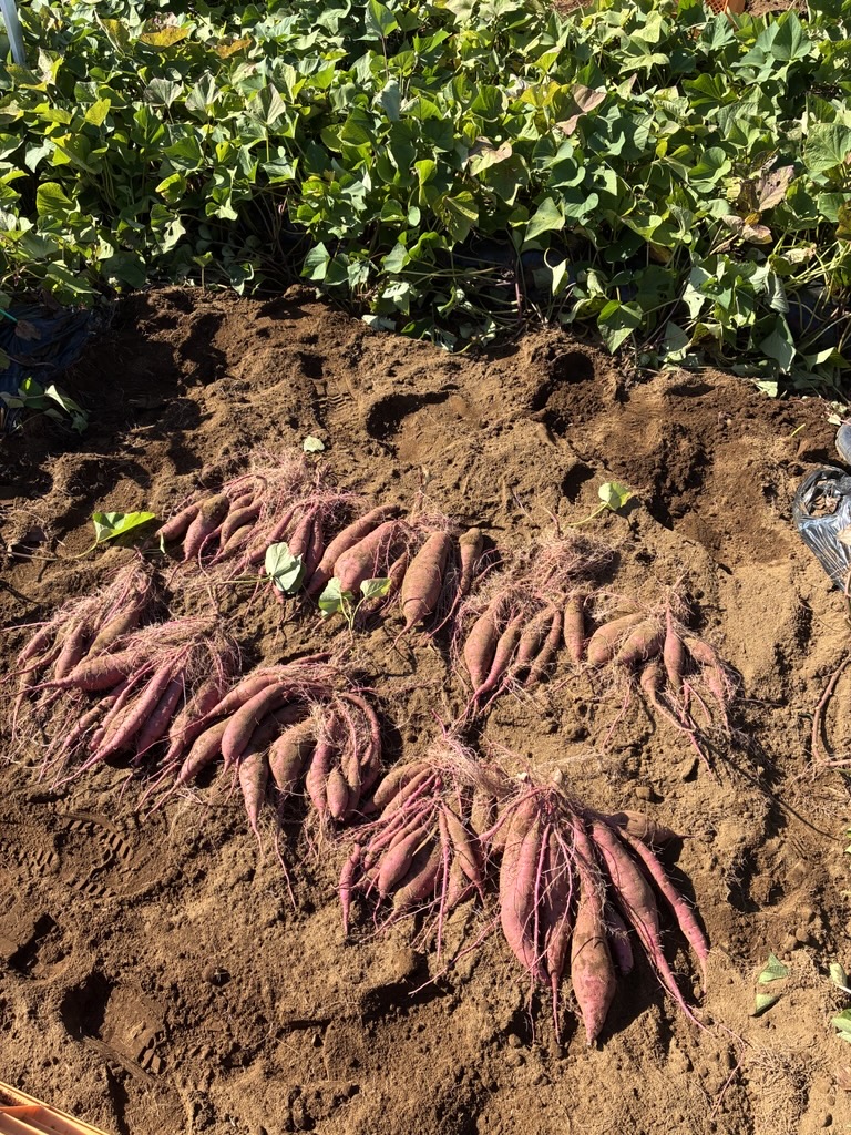 ＼ #おいもほりの日🍠／
おいもほりの魅力は何といっても、自然とのふれあいですよね？

うんとこしょ、どっこいしょと掘りながらどんなふうに埋まっているのかな？
形は？大きさは？
と考えているとおいもほりが楽しくて笑顔であふれてきます✨

皆さんのおいもほり体験談教えてくださいね！