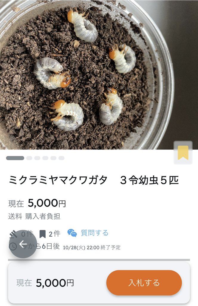 SHOP MUSHIYA / ムシオク! / kuwayan tweet media