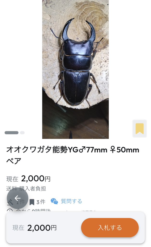 SHOP MUSHIYA / ムシオク! / kuwayan tweet media