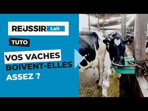 [TUTO VIDEO] : Comment vérifier que mes vaches boivent assez en 4 critères ? dlvr.it/TNqwCP