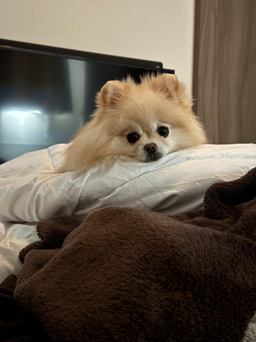 ⭐︎専用⭐︎ ポメラニアンの足様 ポメラニアンの若様 (@pomeranian_waka) / Posts / X