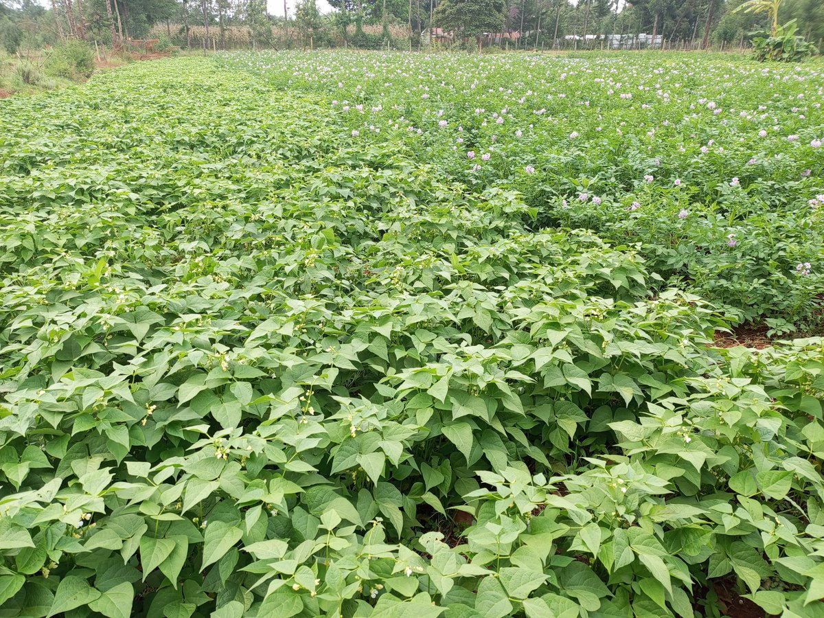 POSSIBILITIES. tweet media