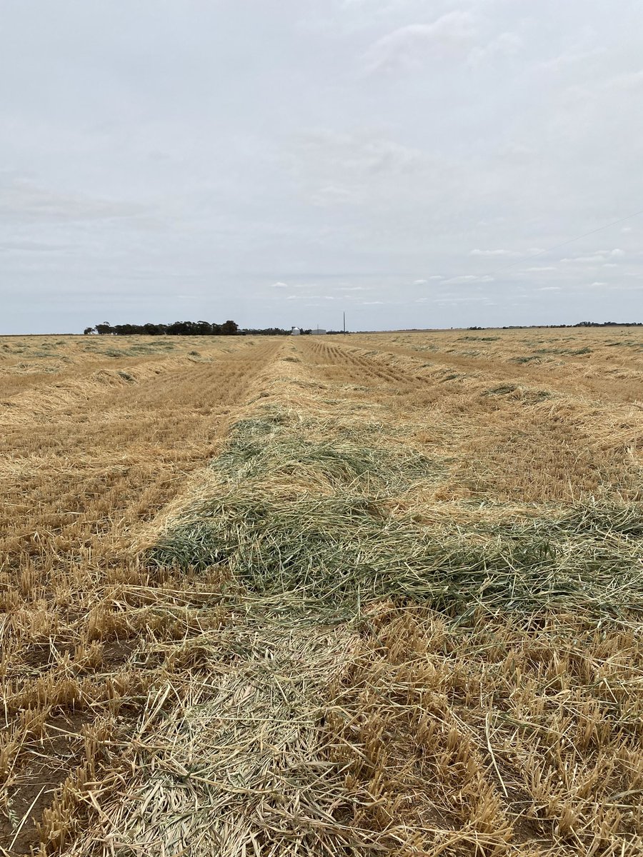 Farming is full of things not going quite the way you would expect them to. Quick check of the hay after yesterday’s wind = raked on the left vs not raked on the right. Raked hasn’t moved at all 🤷‍♀️ we were lucky. Yesterday not a good day for lots of hay crops sadly 👎