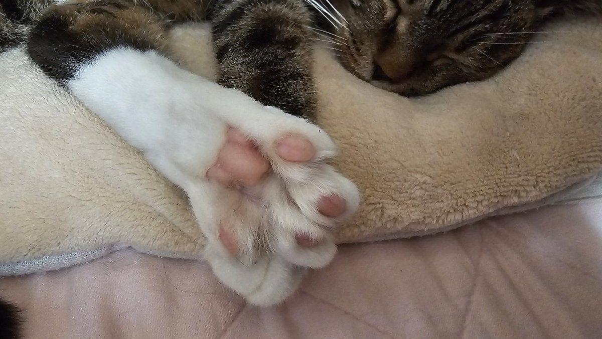 surpass_e's tweet photo. あれ、今日木曜日！？
こんにちは次男ですなんか寒い時期って
忙しい気がします自分だけですかね笑

本日もあと少し頑張りましょう！
猫も脱力すると肉球開くんですよ🐈️

#企業公式相互フォロー 
#企業公式秋のフォロー祭 https://t.co/fSuWqseBVh