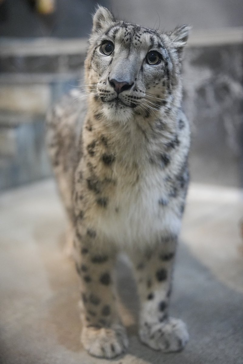 black03_white03's tweet image. ユキヒョウは一目見たら心奪われる魅力がある🥺✨
#いしかわ動物園
#ユキヒョウ
#ヒメル
📷251019