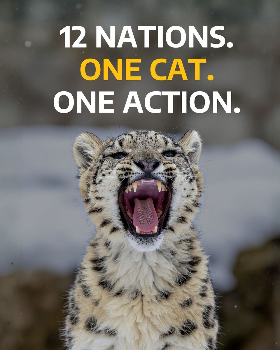 WorshipNature's tweet image. I walked for 23 minutes on a paved path to show my solidarity to all those who are saving the Snow Leopards in south and central Asian mountains! Happy Snow Leopard Day from 🇳🇵🙏😀

#23for23 #MoveForSnowLeopards #SnowLeopardDay #StepForTheWild #23MinutesForNature