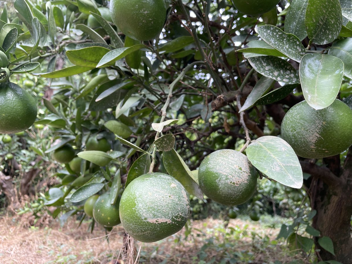 今日はとある撮影です。

イノシシ被害で困っている農家さんの畑にて🍊
味見の跡、掘った場所、通った道…
見させていただきました。

罠免許取得のところからもサポート可です😊