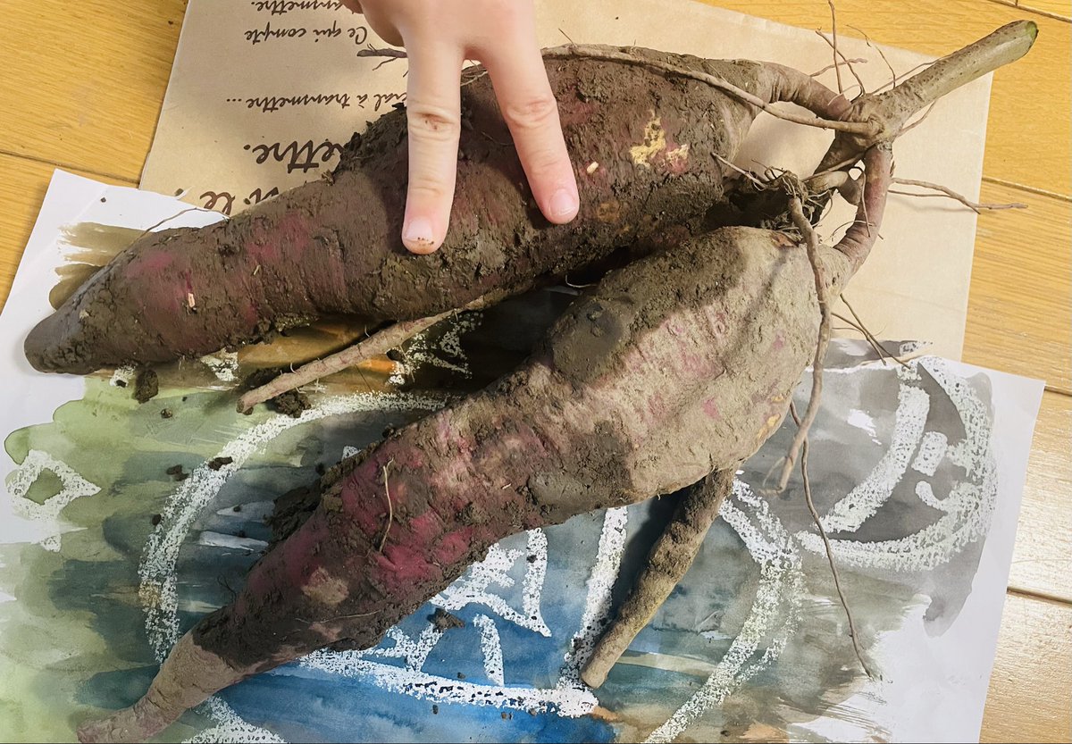 息子が収穫してきたサツマイモ👦🏻🍠

歩きそうなイモだね！
と先生に言われたらしい🤭笑