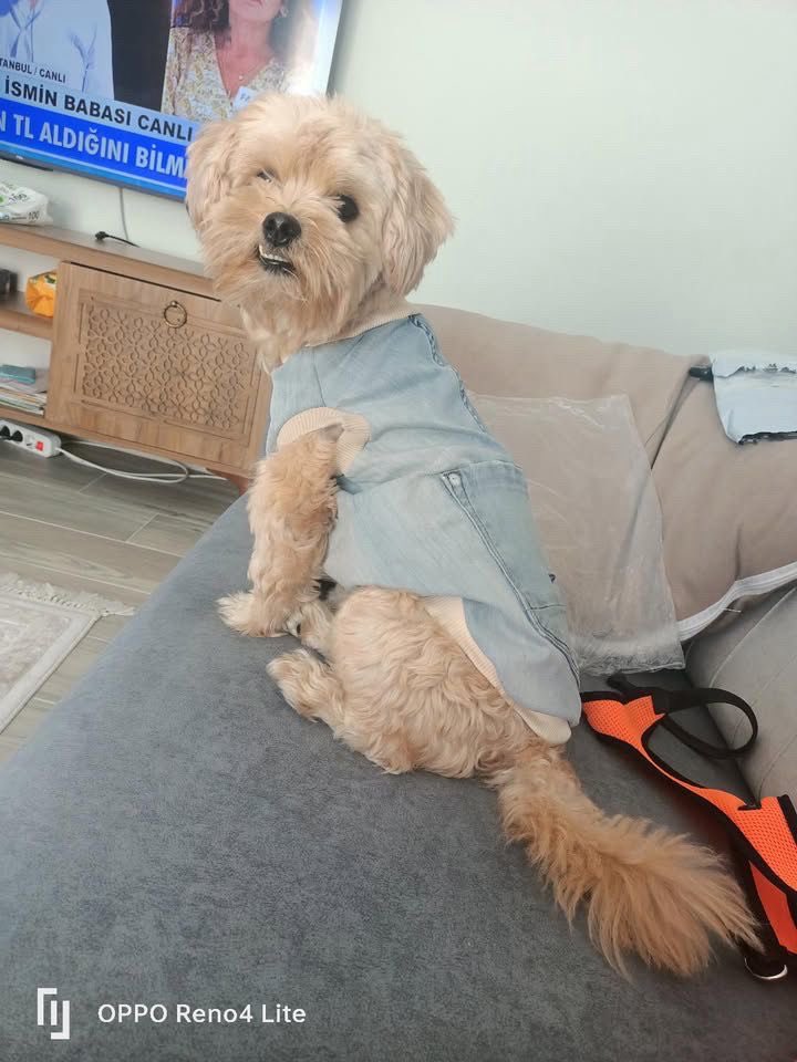 YUVA arıyor! Kocaelinde! 3 yaşındaymış aşıları tammış. Neden bırakılıyor bilmiyorum ilanı geldi sadece. Artık sorgulamaktan yorulduk. 😔