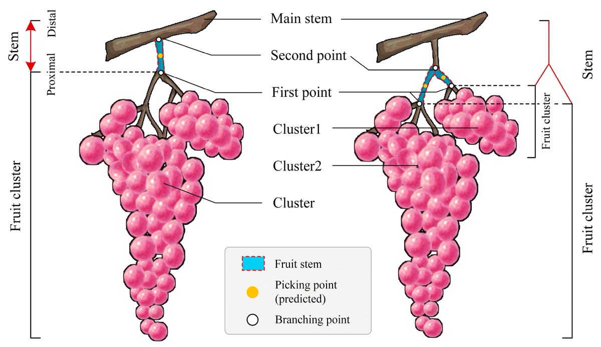 Horticulturae MDPI (@horticul_mdpi) on Twitter photo Horticulturae - New Published Paper🍀
📖Title: A Vision-Based Information Processing Framework for #Vineyard #Grape #Picking Using Two-Stage Segmentation and Morphological Perception.
✍️Paper written by: Yifei Peng et al.
🔗Link: mdpi.com/2311-7524/11/9…
#MDPI #horticulture Horticulturae - New Published Paper🍀
📖Title: A Vision-Based Information Processing Framework for #Vineyard #Grape #Picking Using Two-Stage Segmentation and Morphological Perception.
✍️Paper written by: Yifei Peng et al.
🔗Link: mdpi.com/2311-7524/11/9…
#MDPI #horticulture