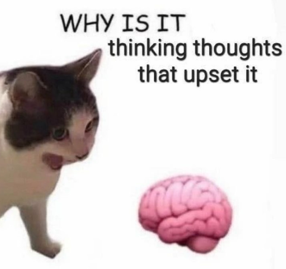 Respectful Memes (@respectfulmemes) on Twitter photo 