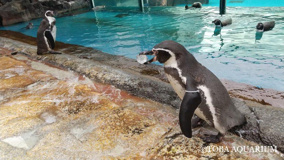 恋の季節は大騒ぎ・その中真面目に巣作りする「ゆりね」:… dlvr.it/TNqwrM