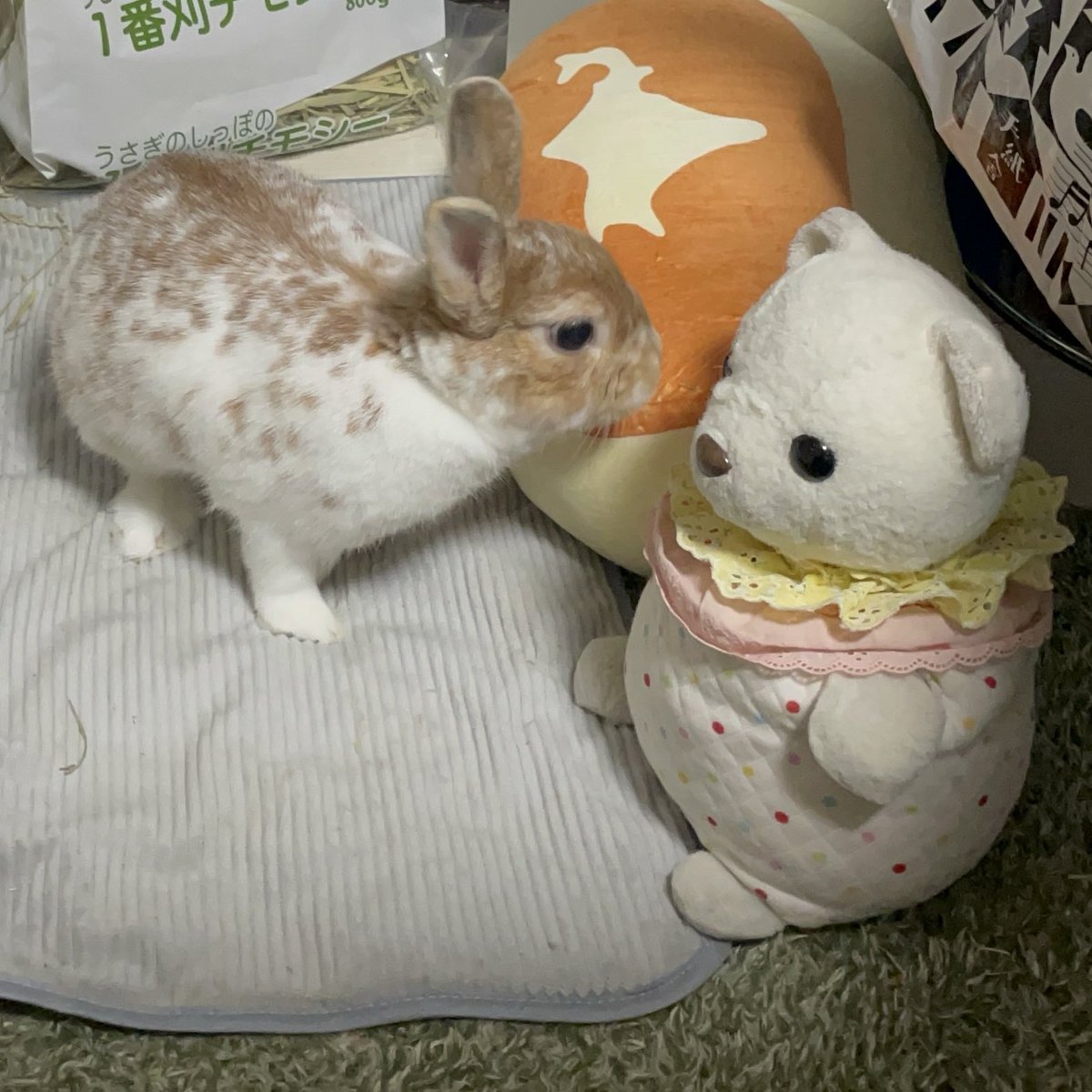 fuwamerry's tweet photo. こうはいペットの うーちゃん🐰は、
きのうから、あったかい モコモコした  ねどこ を 出してもらってたフイよ

みんなも あったかくして ねるのフイよ

しろくまは  おふとん いらないフイ〜 https://t.co/OQ5zf4n3CM