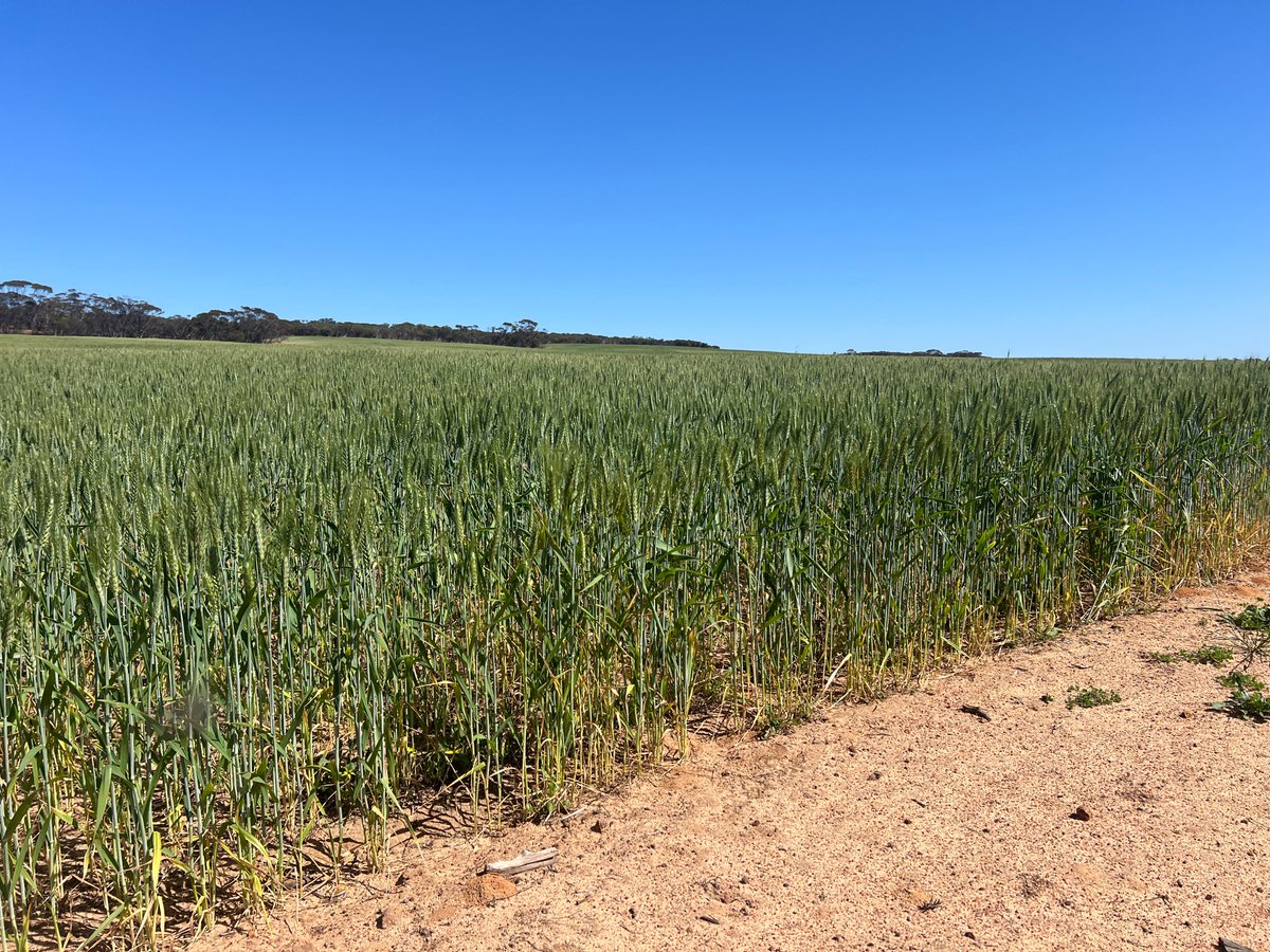 📢EP Crop Watch alert from the 10th of October! Despite the minimal spring rain and resulting lack of moisture, this wheat crop is currently in the process of grain fill and should still deliver a decent yield, considering the challenging season.
#cropwatch #agriculture