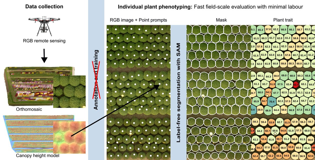 Horticulturae MDPI (@horticul_mdpi) on Twitter photo Horticulturae - New Published Paper🍀
📖Title: Optimizing Plant Production Through Drone-Based Remote Sensing and Label-Free Instance Segmentation for Individual #Plant #Phenotyping.
✍️Paper written by: Ruth Hofman et al.
🔗Link: mdpi.com/2311-7524/11/9…
#MDPI #horticulture Horticulturae - New Published Paper🍀
📖Title: Optimizing Plant Production Through Drone-Based Remote Sensing and Label-Free Instance Segmentation for Individual #Plant #Phenotyping.
✍️Paper written by: Ruth Hofman et al.
🔗Link: mdpi.com/2311-7524/11/9…
#MDPI #horticulture