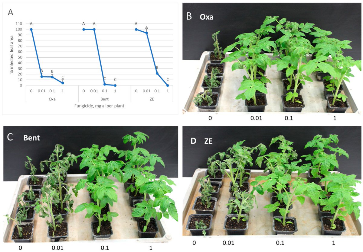Horticulturae MDPI (@horticul_mdpi) on Twitter photo Horticulturae 🍀
📖Title: Differential Systemic Translocation of Oxathiapiprolin, Benthiavalicarb, and Their Mixture to #Tomato Leaves and Fruits as Evidenced by Their Differential Protection from Late Blight Caused by Phytophthora infestans.
🔗Link: mdpi.com/2311-7524/11/9… Horticulturae 🍀
📖Title: Differential Systemic Translocation of Oxathiapiprolin, Benthiavalicarb, and Their Mixture to #Tomato Leaves and Fruits as Evidenced by Their Differential Protection from Late Blight Caused by Phytophthora infestans.
🔗Link: mdpi.com/2311-7524/11/9…