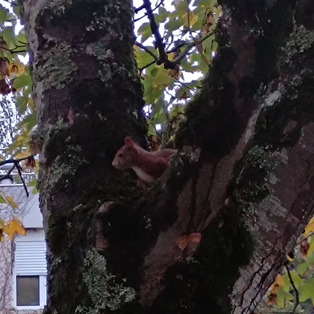 Petit visiteur du matin ❤️