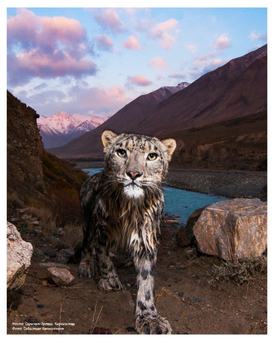sadyrzhaparovkg's tweet image. Сегодня весь мир впервые отмечает Международный день снежного барса - праздник, истоки которого лежат в Кыргызстане.

Для нас это особая гордость: инициатива, рожденная в сердце нашего народа, получила признание во всём мире!

Снежный барс - это душа наших гор, символ свободы,…