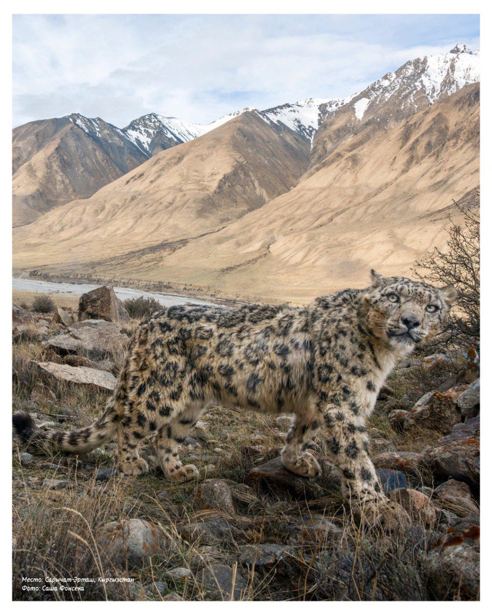 sadyrzhaparovkg's tweet image. Сегодня весь мир впервые отмечает Международный день снежного барса - праздник, истоки которого лежат в Кыргызстане.

Для нас это особая гордость: инициатива, рожденная в сердце нашего народа, получила признание во всём мире!

Снежный барс - это душа наших гор, символ свободы,…