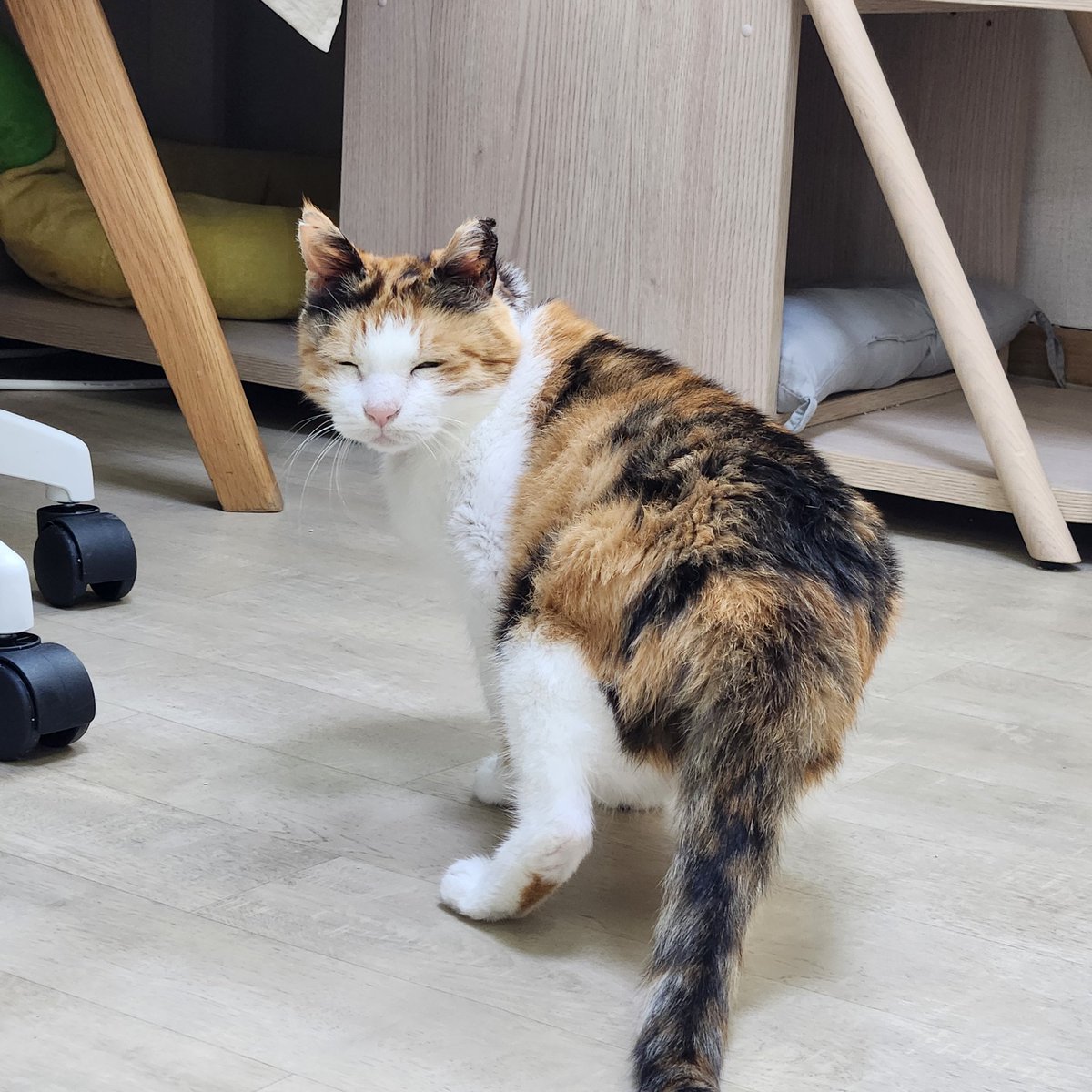 공쥬 너무 예쁘다고 칭찬해줬더니 눈키스 날려주셨어요