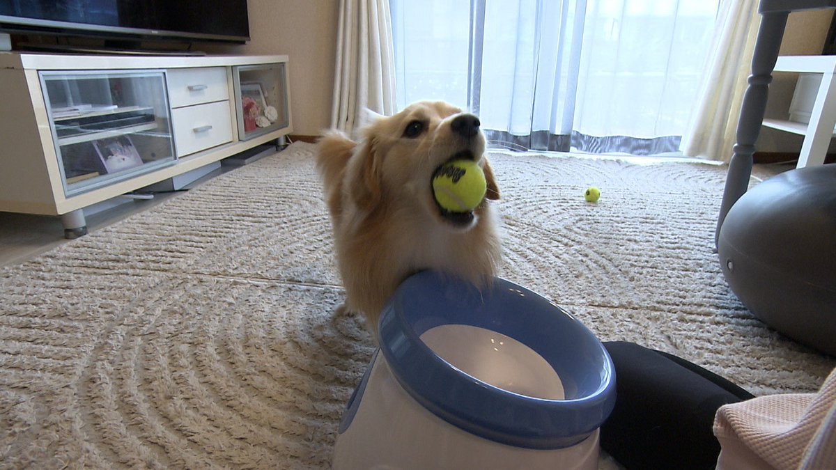 cx_mezamashi's tweet image. #きょうのわんこ に登場してくれたのは「クララ」でした🐶ボール遊びが大好き⚽️くわえたボールをご主人がボールランチャーに入たらその後は自分でやるんだって😋

きょうのわんこはFODで無料配信中→fod.fujitv.co.jp/title/3291/

#めざましテレビ