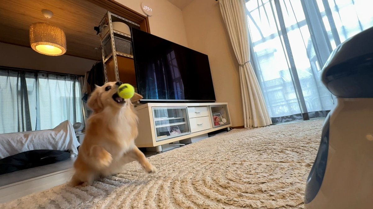 cx_mezamashi's tweet image. #きょうのわんこ に登場してくれたのは「クララ」でした🐶ボール遊びが大好き⚽️くわえたボールをご主人がボールランチャーに入たらその後は自分でやるんだって😋

きょうのわんこはFODで無料配信中→fod.fujitv.co.jp/title/3291/

#めざましテレビ