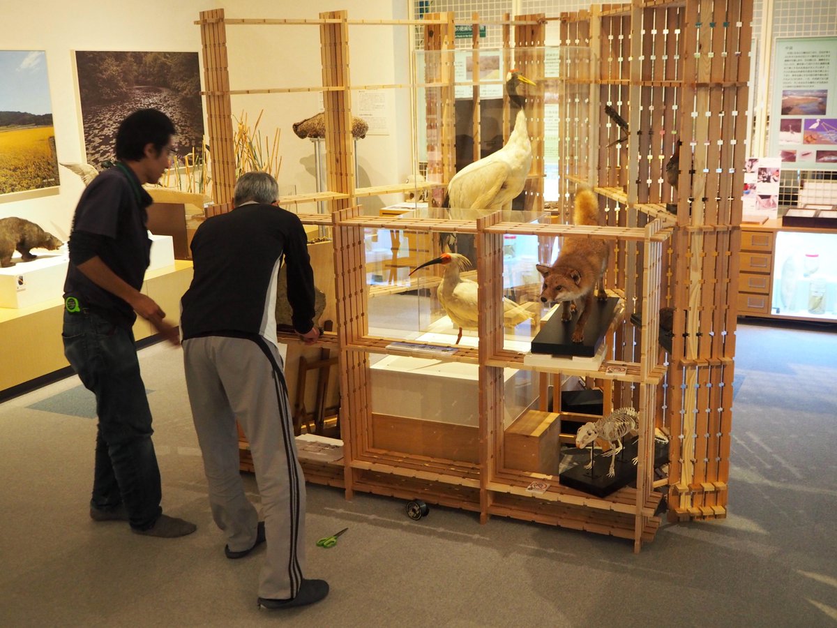 hirog_humuseum's tweet photo. こんにちは。
第33回ふむふむギャラリー、着々と準備が進んでおります。
什器(組手什)を三角形に組み、コンパクトながらもたくさんの標本を並べられるよう、工夫を凝らした展示となっております。
開催をお楽しみに✨
#広大博物館 https://t.co/fY14733vjd