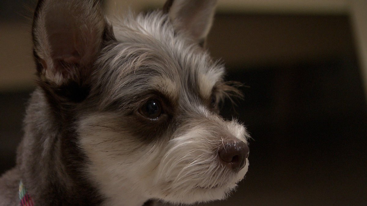 cx_mezamashi's tweet image. #きょうのわんこ に登場してくれたのは「アラン」でした🐶学校へ行く娘さんたちを見送る時無事に過ごせるようにおまじないとして前足で頭をタッチするんだって🙋‍♀️

きょうのわんこはFODで無料配信中→fod.fujitv.co.jp/title/3291/

#めざましテレビ