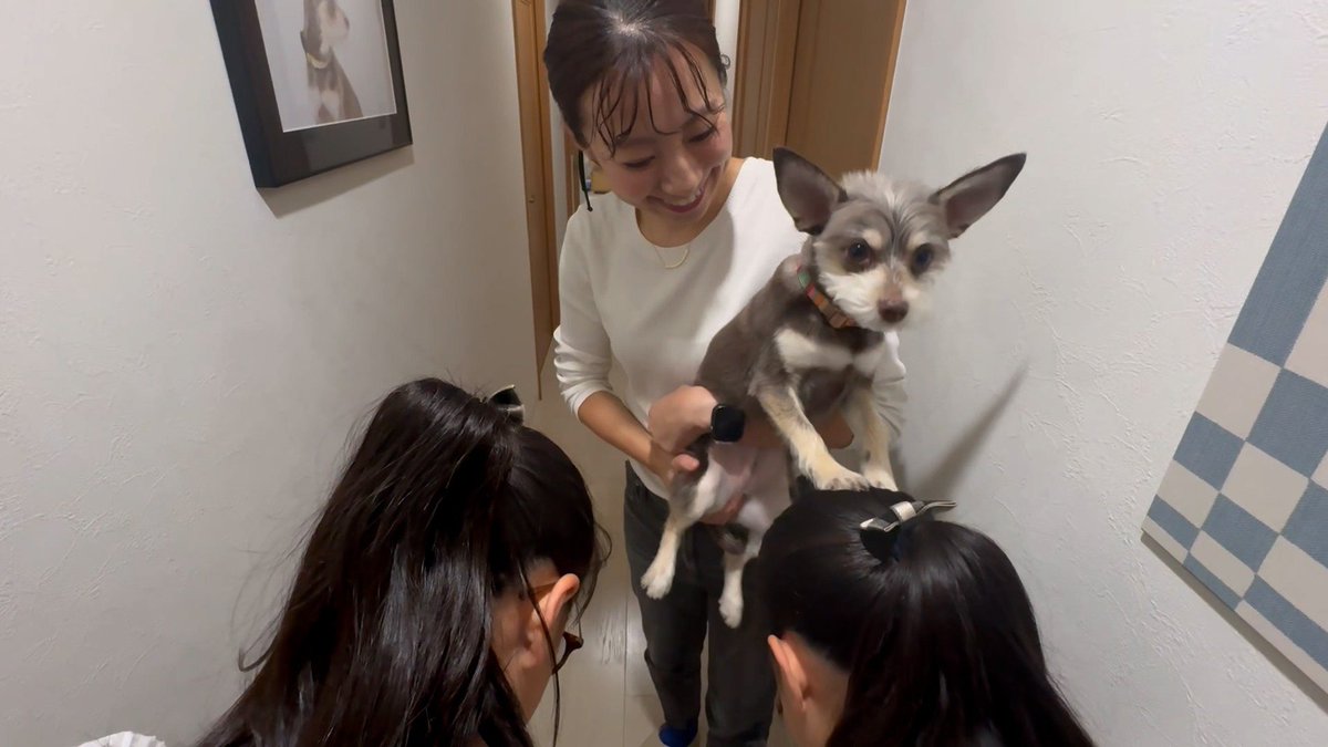 cx_mezamashi's tweet image. #きょうのわんこ に登場してくれたのは「アラン」でした🐶学校へ行く娘さんたちを見送る時無事に過ごせるようにおまじないとして前足で頭をタッチするんだって🙋‍♀️

きょうのわんこはFODで無料配信中→fod.fujitv.co.jp/title/3291/

#めざましテレビ