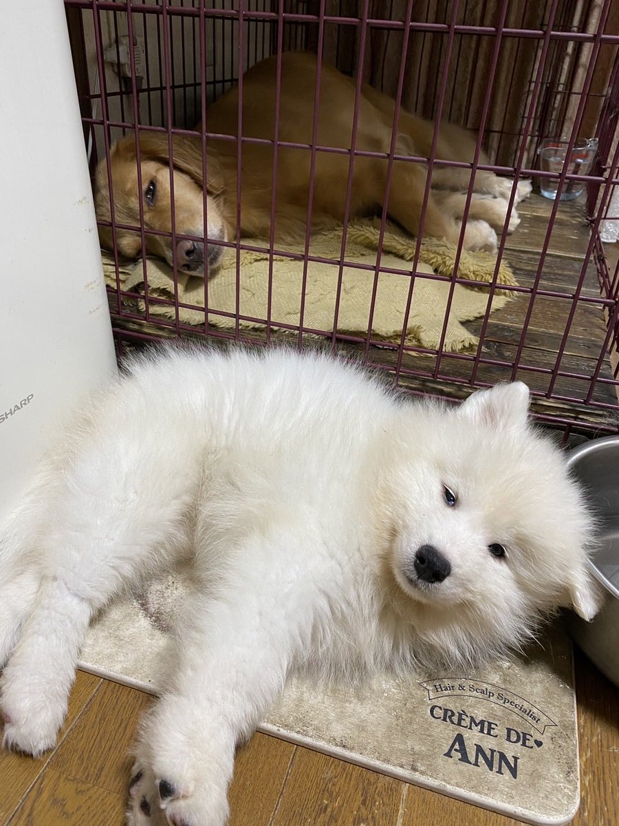 疲れてるからそっとしておいてね（ってどの口で…）。#サモエド #ゴールデンレトリバー