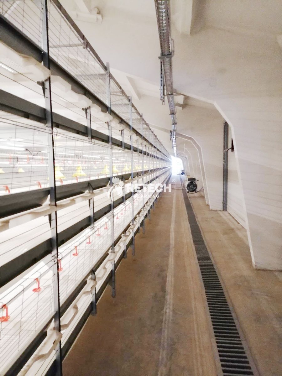 retechfarming's tweet image. 🇧🇾 Broiler project in Belarus — powered by Retech Farming!
Automatic feeding ✅
Clean environment ✅
Efficient management ✅

Smart poultry solutions for farms worldwide 🐔💪

📲 WhatsApp: +86 185 6181 8850

#RetechFarming #Belarus #BroilerFarm #chickenfarm #poultryfarming