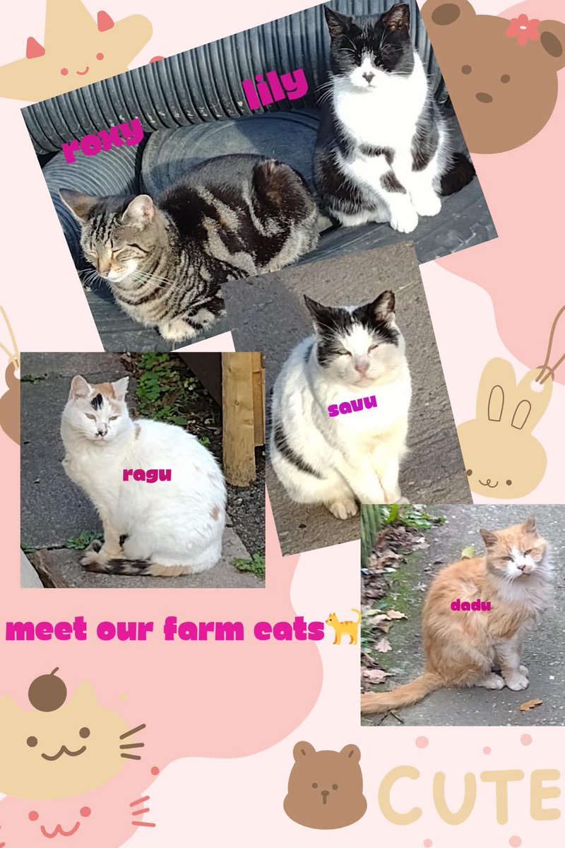 Redgate Farm Animal Sanctuary tweet media